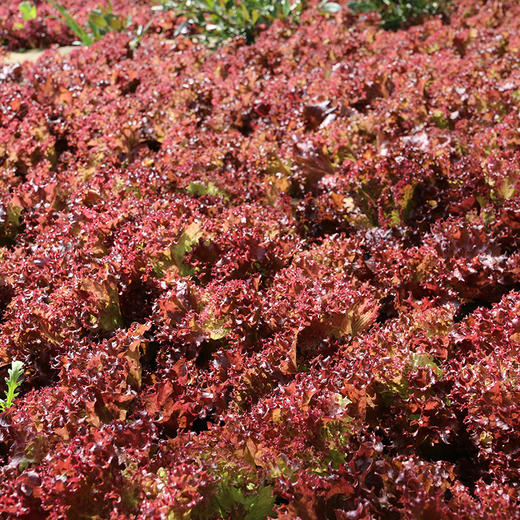 农家紫叶生菜  每日现摘   叶质脆嫩  口感微苦  适合做沙拉 300g 商品图2