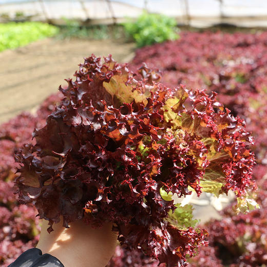 农家紫叶生菜  每日现摘   叶质脆嫩  口感微苦  适合做沙拉 300g 商品图3