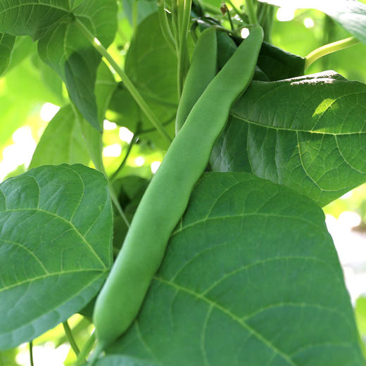 密农人家农家扁豆角生态种植口感鲜嫩适合炒丝400g