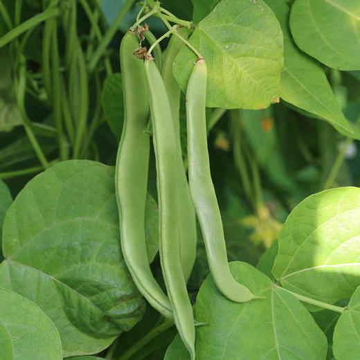 密农人家农家扁豆角生态种植口感鲜嫩适合炒丝400g