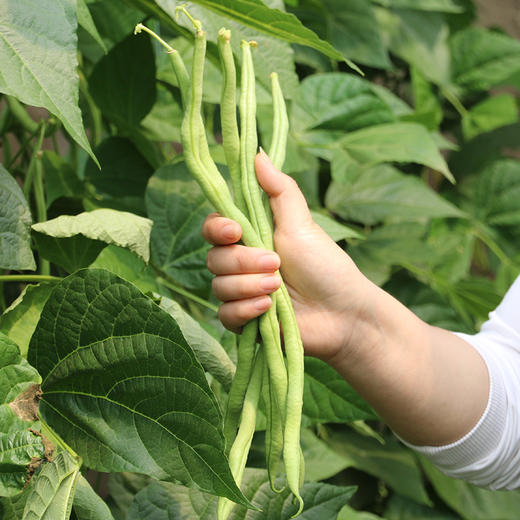 每日现摘  农家种植蛇豆角  口感紧实  适合煸炒  豆角  400g 商品图2