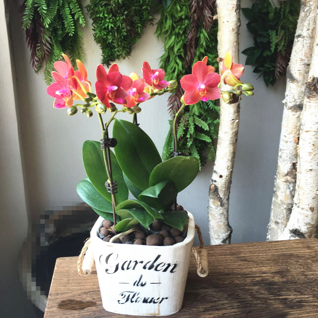 迷你蝴蝶兰组合盆栽