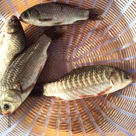 绿家自产 | 生态鱼份额 商品图4