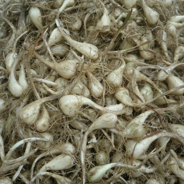 【缺货中】张家界桑植特产 自制酸藠头(张家界本地称