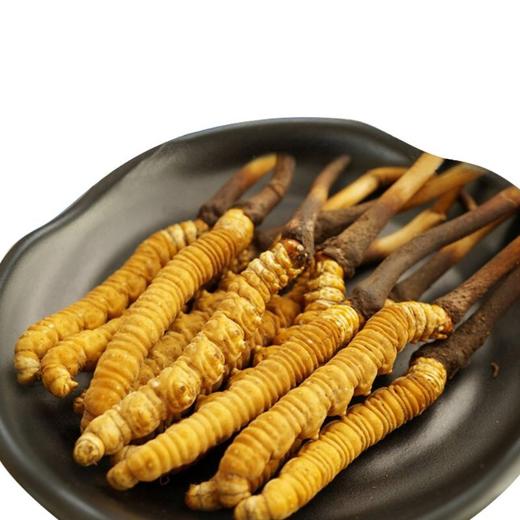 青海 鲜虫草10条装 滋补名草 按下单顺序发货 商品图2
