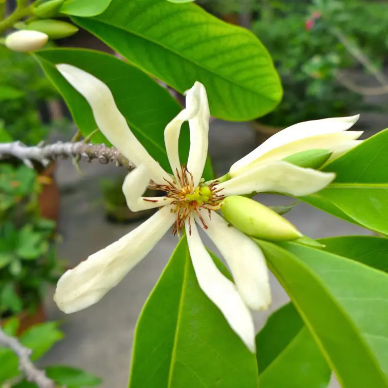 白玉兰精油白玉兰花mei白东方香调幽幽芬芳放松迷醉广西