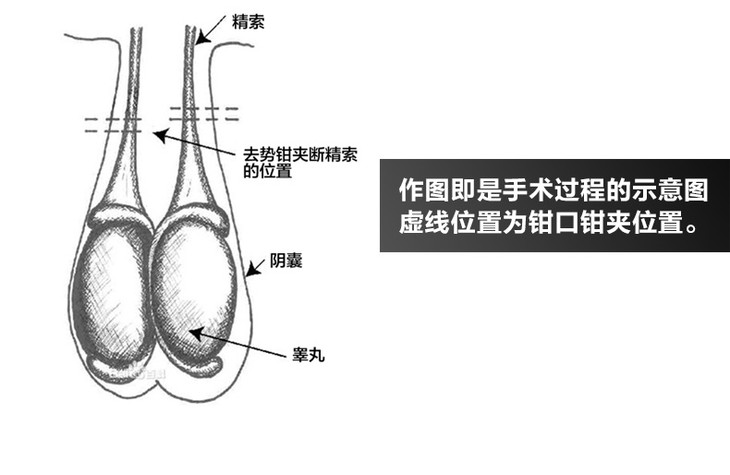 羊用去势钳 无血去势 简单方便