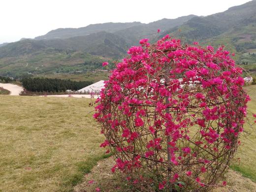 【春游季】4月23日周日杨梅小镇爬山赏花放风筝周末亲子行！ 商品图4