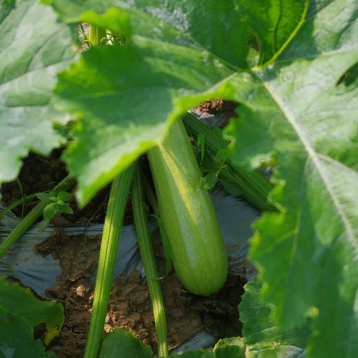 生态西葫芦 | 绿家自产* Eco-zucchini | Self-production 商品图0