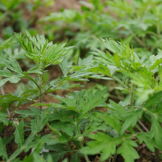 生态艾草 | 绿家自产*Eco-Wormwood | Self-production 商品图0