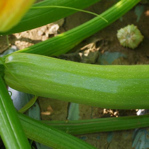 生态西葫芦 | 绿家自产* Eco-zucchini | Self-production 商品图1