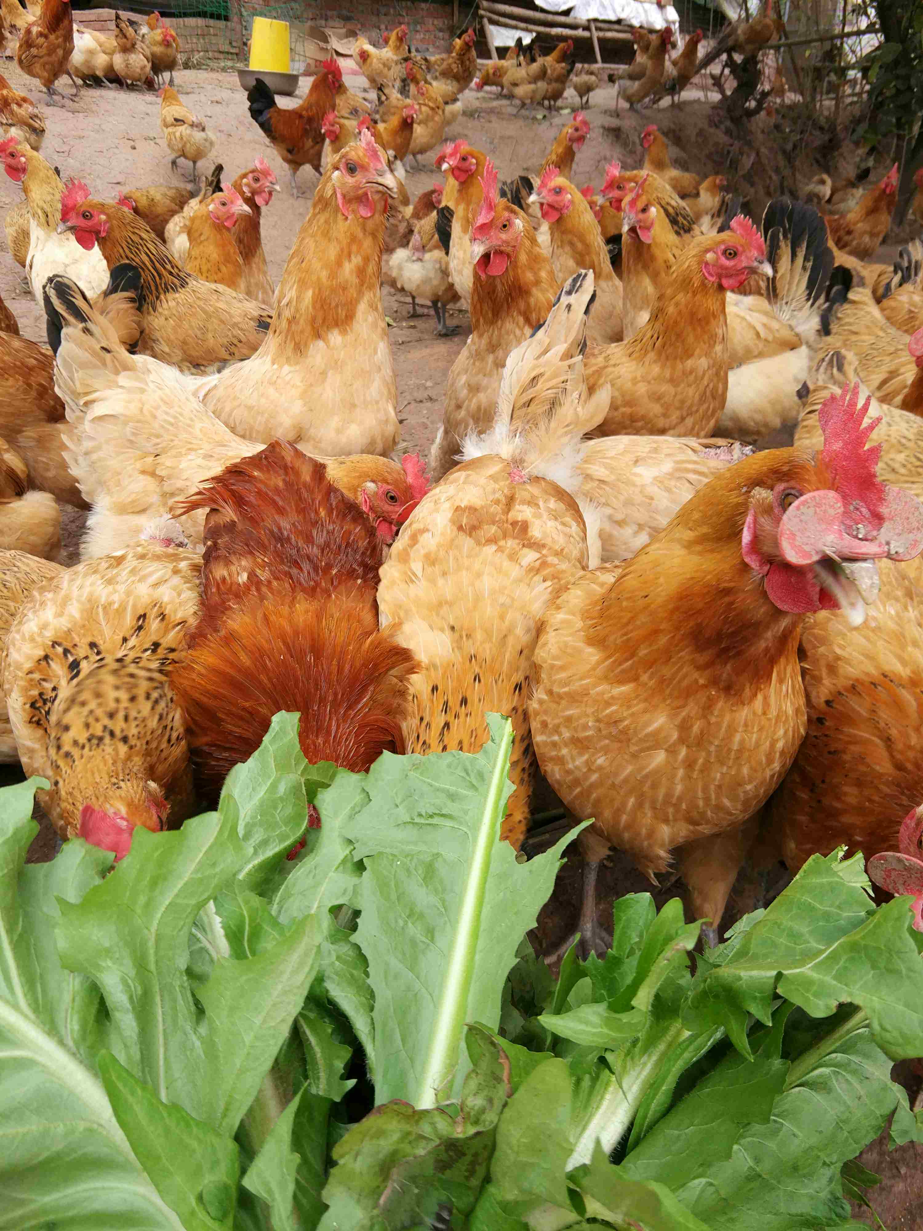 跑山鸡优点有哪些『跑山鸡优点有哪些方面』