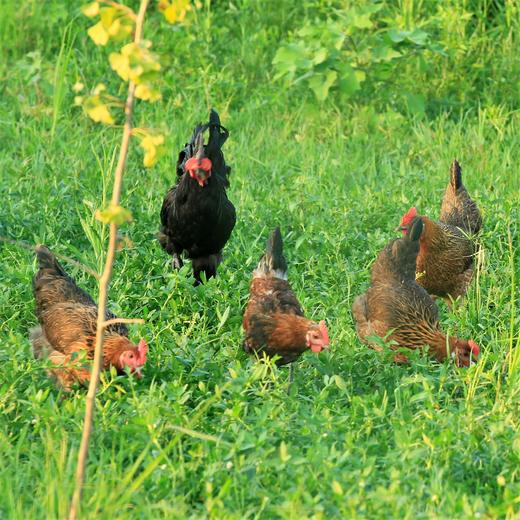 一年半 散养老母鸡2.2-3.2斤 商品图6