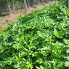 生态艾草 | 绿家自产*Eco-Wormwood | Self-production 商品缩略图2