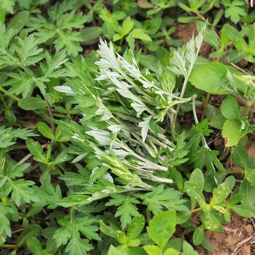 生态艾草 | 绿家自产*Eco-Wormwood | Self-production 商品图1