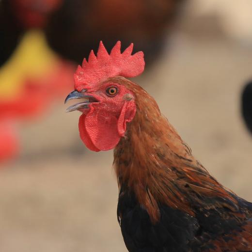 有机嫩公鸡清远  吃蔬菜/吃粮食/散养/当日屠宰/空运 商品图3