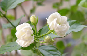 茉莉花纯露 广西横县产地