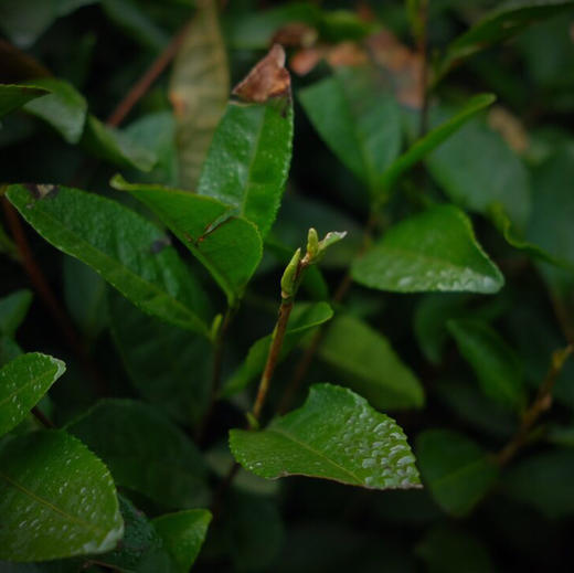 百年老枞 狮峰龙井 2017早春群体种头摘 商品图2