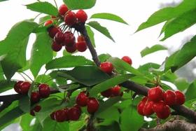 【五一亲子恩桃er采摘】西来古镇樱桃红得正好！