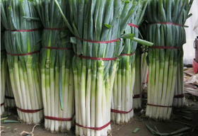 203 京葱  约400克至500克