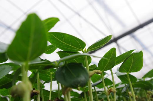 农园活动 |邀你一起来农耕 商品图0