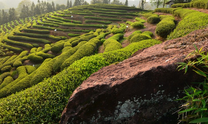 这里的山场时不时秃噜出一块烂石头,却是岩茶生长环境里的最爱.
