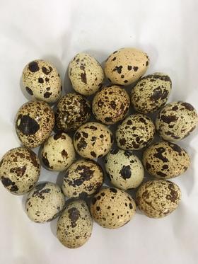 410鹌鹑蛋约500克