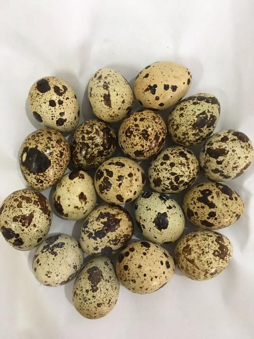 410鹌鹑蛋约500克 商品图0