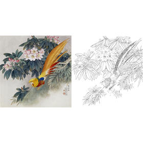 工笔花鸟白描底稿-锦鸡-王庆升《双锦图》斗方小品册页-多种白描尺寸可选-QB09