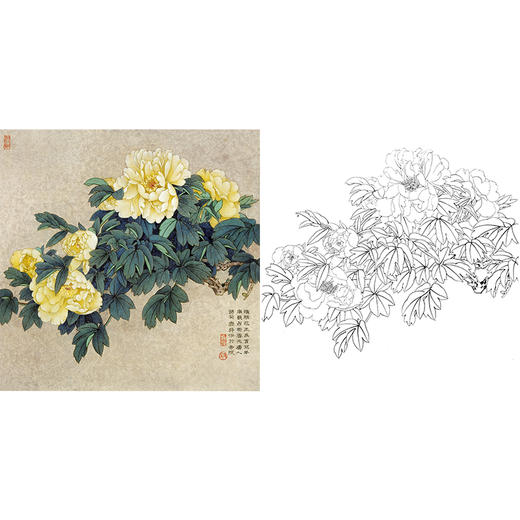 工笔花鸟白描底稿-牡丹-王庆升《花王图》斗方小品册页-多种白描尺寸可选-QB05 商品图0