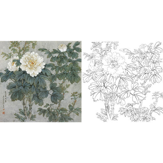 工笔花鸟白描底稿-牡丹-王庆升《雨露凝香》斗方小品册页-多种白描尺寸可选-QB16 商品图0