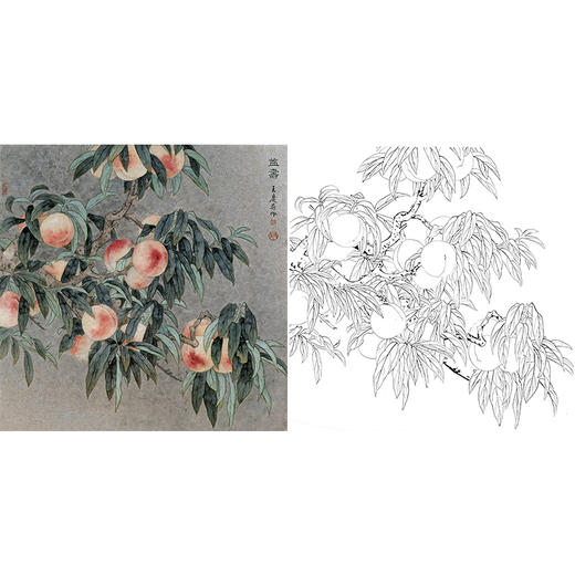 工笔花鸟白描底稿-桃子-王庆升《益寿》斗方小品册页-多种白描尺寸可选-QB03 商品图0