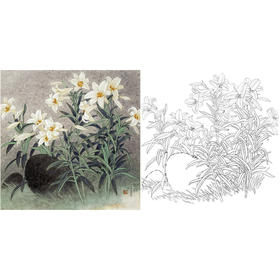 工笔花鸟白描底稿-王庆升百合花-斗方小品册页-QB01