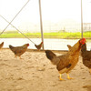 生态老母鸡（送红枣） | 绿家自产 *Eco-hens | Self-production 商品缩略图0