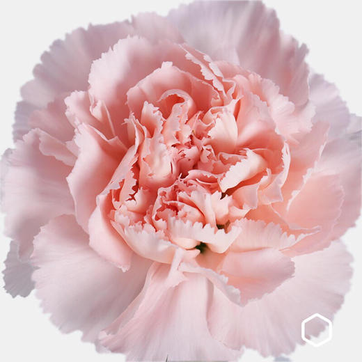 MINI康乃馨花束 商品图2