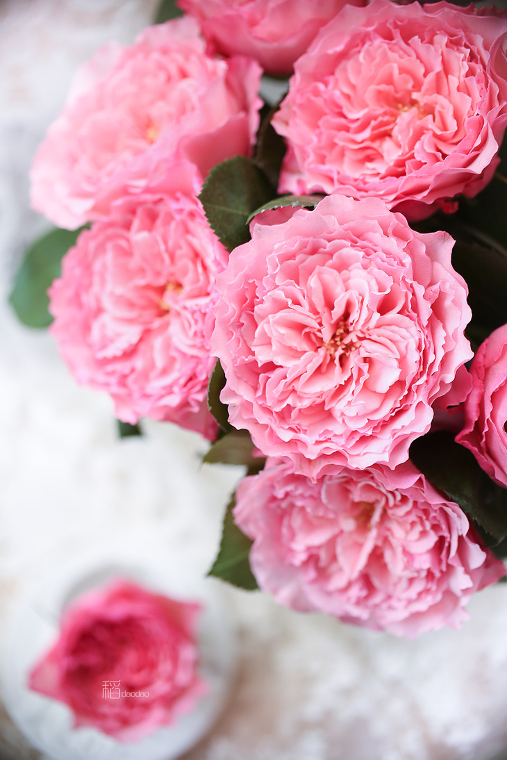 预售进口玫瑰梅拉粉桃色梅拉999元9枝10月31日开始发货下单次日发货