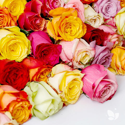 WOW玫瑰系列 | 5月13日 5月15日首次收花。肯尼亚进口玫瑰，热情之花，7-9枝/束，2束或4束任选 商品图2