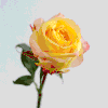 WOW玫瑰系列 | 5月13日 5月15日首次收花。肯尼亚进口玫瑰，热情之花，7-9枝/束，2束或4束任选 商品缩略图1
