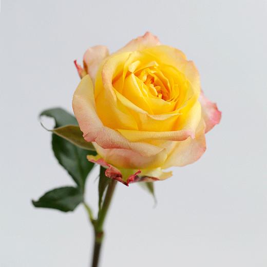 WOW玫瑰系列 | 5月13日 5月15日首次收花。肯尼亚进口玫瑰，热情之花，7-9枝/束，2束或4束任选 商品图1