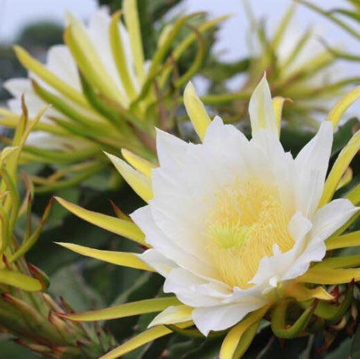 【团购特惠】海南红心火龙果，肉质细腻，香甜多汁！ 商品图10