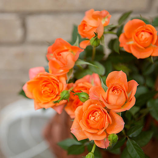 荷兰mini玫瑰花五种颜色可供挑选