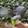 每日现摘  农家紫油菜  新鲜脆嫩  清口微甜 300g 商品缩略图1