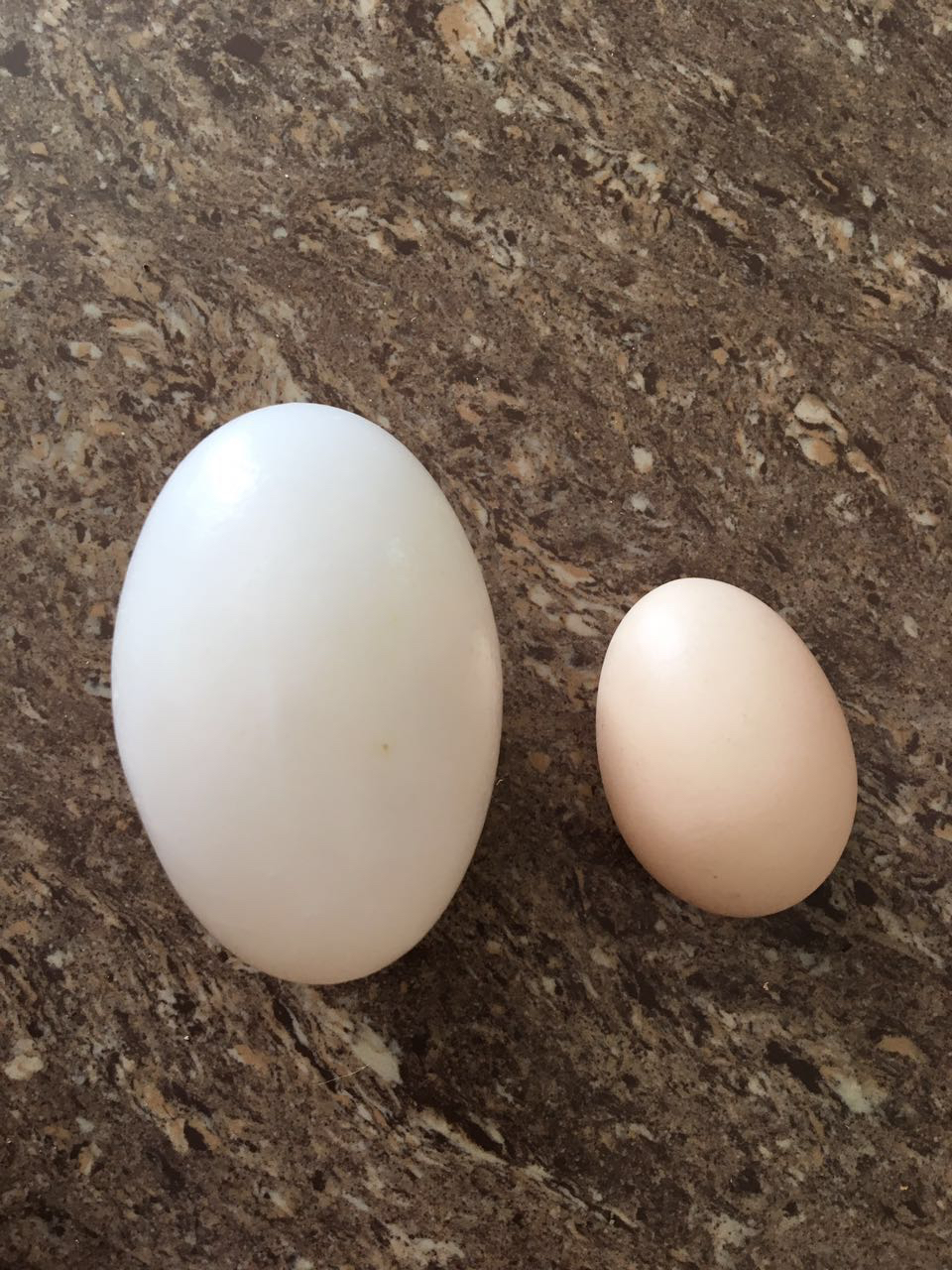 鳄鱼蛋(个) - 茂名本地农家鸡