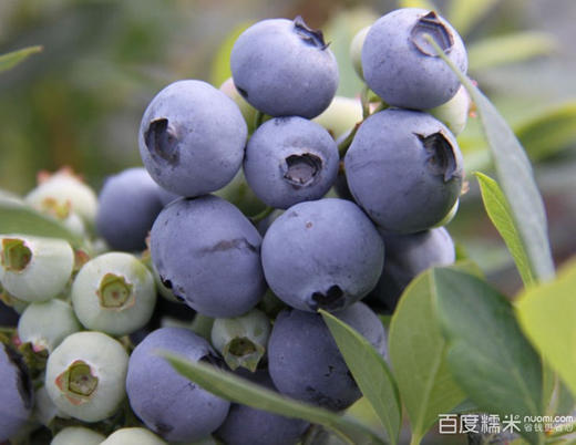【川妈网报名】5月13日周六上午双流蓝莓采摘吃个饱！ 商品图0
