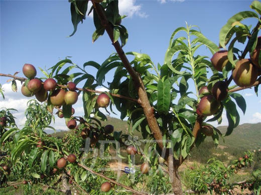 妈网果树认领 商品图0