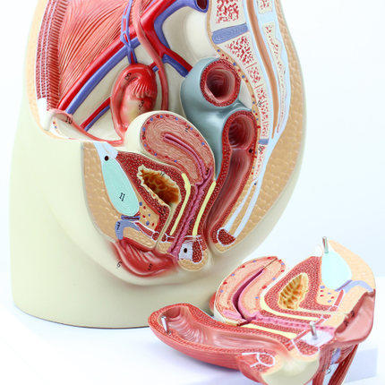 现货速发【医教模型】ENOVO颐诺女性盆腔解剖模型生殖泌尿子宫妇科医学模型骨盆模型 商品图1