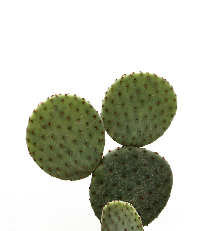 花治精选仙人掌圆扇