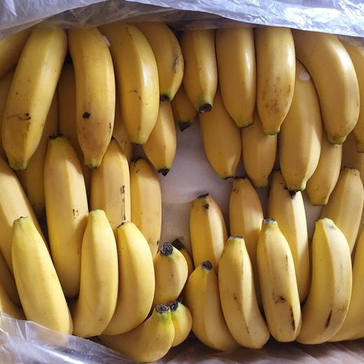 进口香蕉 1串