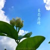 M-13【 小花茉莉原精 】茉莉花香 香憩纯正 茉莉原精 油溶原料 商品缩略图0