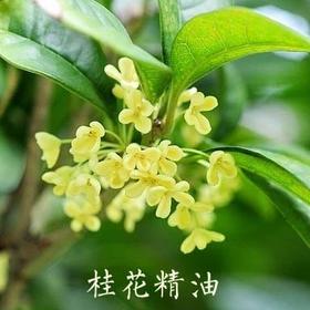 G-10 【桂花精油】 超临界萃取桂花精油 味道纯正护肤原料